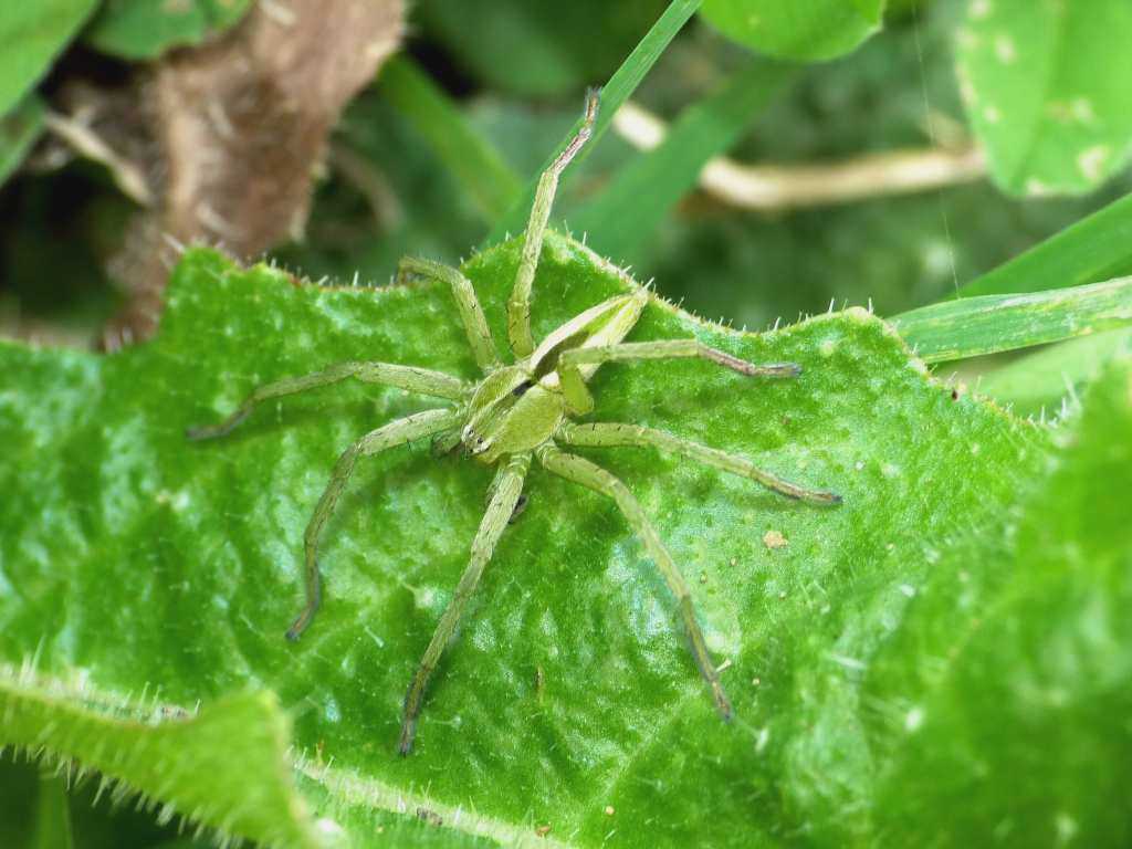 Maschi di Micrommata ligurina - Tolfa (RM)